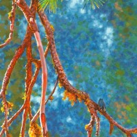 Wes Siegrist, Exploring the Ancient Forest, Copyright © 2012