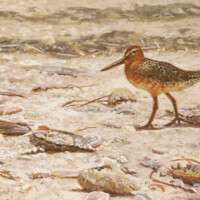Wes Siegrist, Red Knot At The Wrack Line, Copyright © 2016