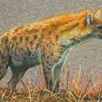 Wes Siegrist, Spotted Hyena, Copyright © 2014