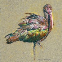 Wes Siegrist, The Glossy Ibis, Copyright © 2013