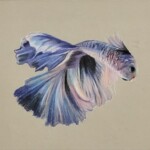 Halfmoon Beta by Zach Steinkamp, colored pencil, 11th Grade, Unity High School, 2020, NFS