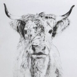 Merit Award, Highland Cow by Khloee Hinton, Ink, 2020, NFS, Hannibal High School, Merit Award