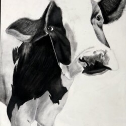 Quincy University Art Supply Award, Field Grazer by Kylie Hernandez, charcoal, 2021, NFS, Fort Madison High School