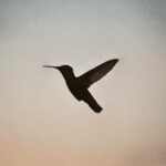 Shadow of Flight by Emma Eyler, digital photo, 10th grade, Quincy Notre Dame High School, 2020, NFS